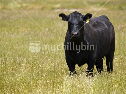 Angus steer in long green grass on a Hawke's Bay farm, New Zealand.