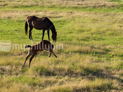 Mare with foal 