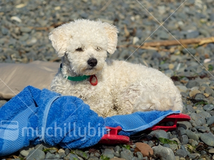 A poodle guards his master's towel and jandals while she swims at the beach