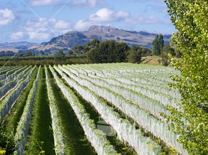 Vines protected by bird netting in a Hawke's Bay vineyard; Te Mata Peak in the background.