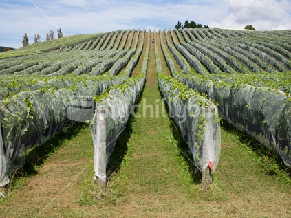 Grape vines in Hawke's Bay covered with bird-protection netting