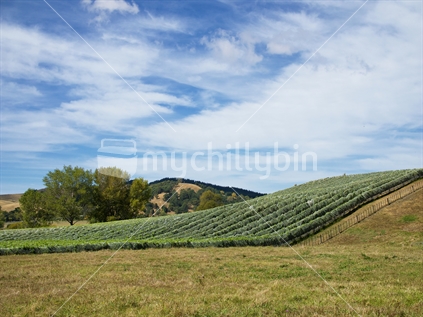 Vines covered with bird-protection netting in a Hawke's Bay vineyard