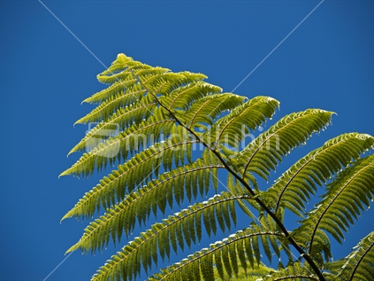 A New Zealand ponga (silver fern) frond against a clear blue sky.