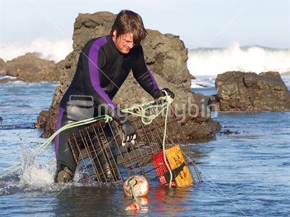 Man retrieving a crayfish pot of approved design near Cape Palliser
