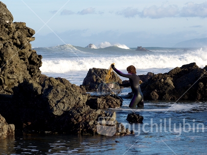 Man retrieving a crayfish pot of approved design near Cape Palliser
