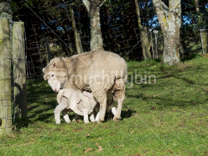 A ewe feeding twin lambs that wear coats to protect against cold