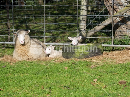 Young lamb in an old tyre with mother and twin nearby