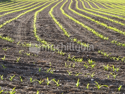 A field of emerging maize plants in early sunlight
