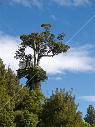 Towering rimu tree in native New Zealand bush.