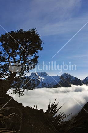 Mountain Holly tree silhouetted against cloud in South Westland's Southern Alps, New Zealand