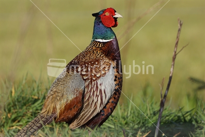 Male ring-necked pheasant on the West Coast, South Island, New Zealand