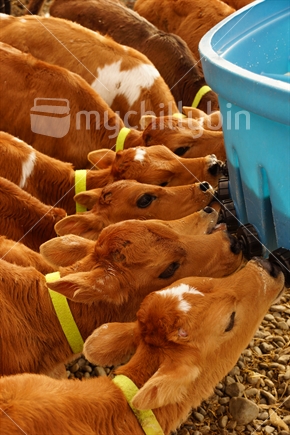 Jersey calves drinking milk at their feeder, Westland, New Zealand