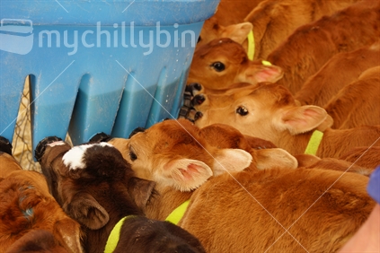 Jersey calves. Drinking milk at their feeder, Westland, New Zealand