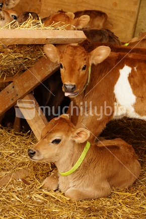 Jersey calves at their straw feeder, Westland, New Zealand