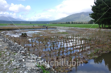 Artificial wetlands created to act as a natural filter for sewerage