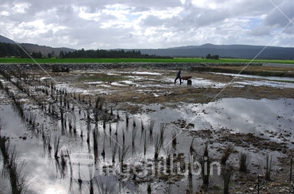 Artificial wetlands created to act as a natural filter for sewerage