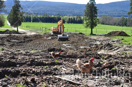 Chickens look for feed while excavators level a construction site in Westland