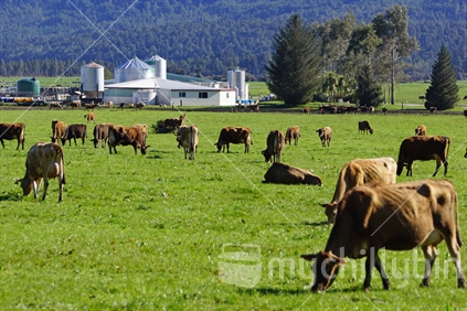 Herd of Jersey cows on pasture near a dairy in Westland