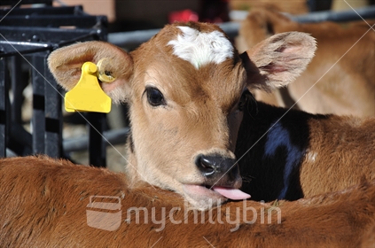 Portrait of young Jersey calf