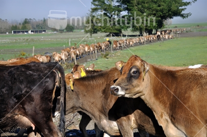 Jersey cows heading to the milking shed on a West Coast dairy farm, New Zealand