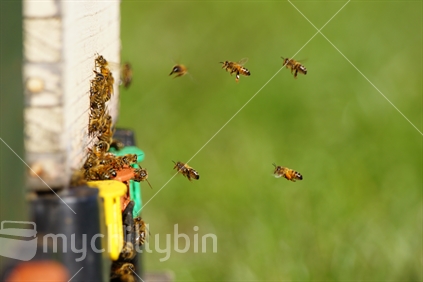Honey bees entering hive on a sunny day (limited depth of field)