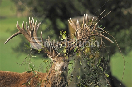 Bad hair day. Tangles I am in. Red deer stag, Legend, with bush lawyer vine tangled around antlers.