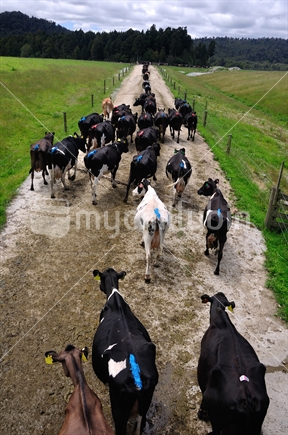 A mixed herd on its way to the milking shed, Westland. The colorful tail paint is used to show when the cows are in heat and ready for artificial insemination.