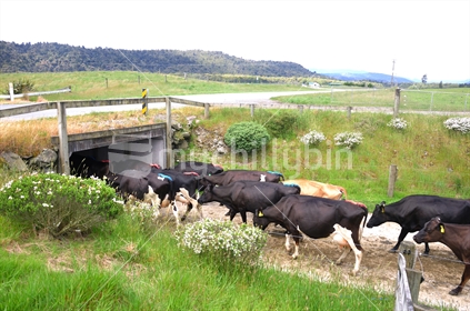 A mixed herd heading through an underpass on its way to the milking shed, Westland, New Zealand