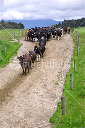 A mixed herd on its way to the milking shed, Westland, New Zealand