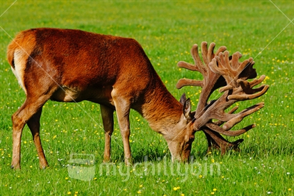 World-class red deer stag, Cervus elephus, in velvet, Westland, New Zealand