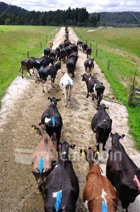 A mixed herd on its way to the milking shed, Westland. The colorful tail paint is used to show when the cows are in heat and ready for artificial insemination.