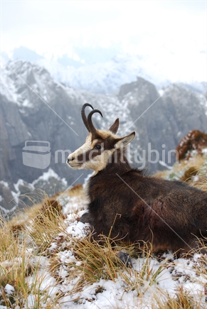 Chamois buck resting in the high country, South Westland
