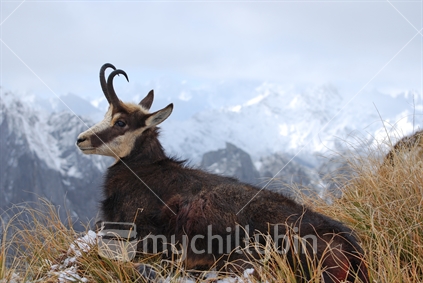 Chamois buck resting in the high country, South Westland
