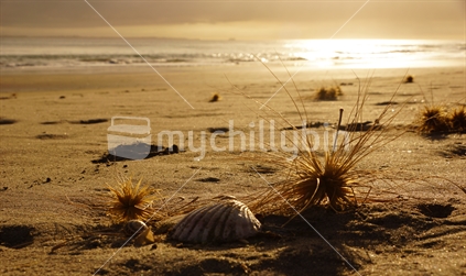 Tumbleweed and shells on a reach at Tauranga