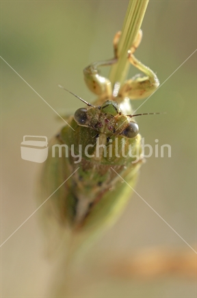 Adult cicada, resting on a twig
