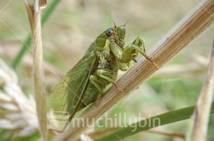 Adult cicada resting on a twig