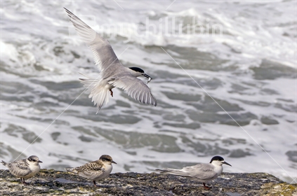 White-fronted Tern (Sterna striata) with a fish for food, on rocky West Coast beach