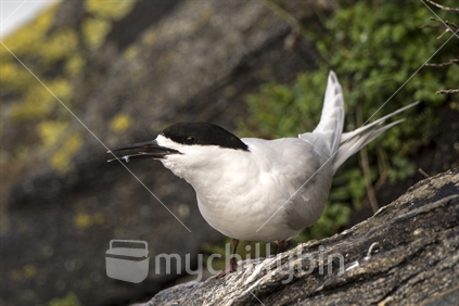 White-fronted Tern (Sterna striata) on rocky West Coast beach