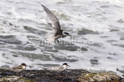 White-fronted Tern (Sterna striata) with fish on rocky West Coast beach