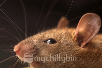Portrait of the norwegian rat common in New Zealand, Rattus norwegicus