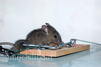 House mouse caught by hind quarters in mouse trap