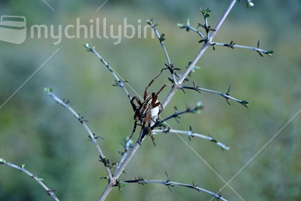 nursery web spider with egg sack on Coprosma propinqua twig