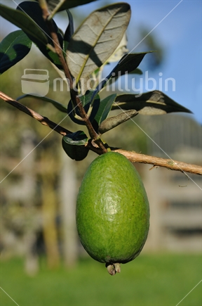 Fresh feijoa, Acca sellowiana, almost ready to harvest in a home orchard in Westland, New Zealand