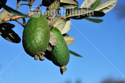 Fresh feijoa, Acca sellowiana, almost ready to harvest in a home orchard in Westland, 