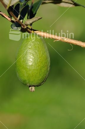 Fresh feijoa, Acca sellowiana, almost ready to harvest in a home orchard in Westland, 