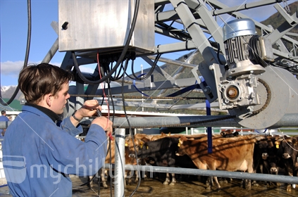 Electrical apprentice fixes wiring on a dairy yard backing gate, Westland,
