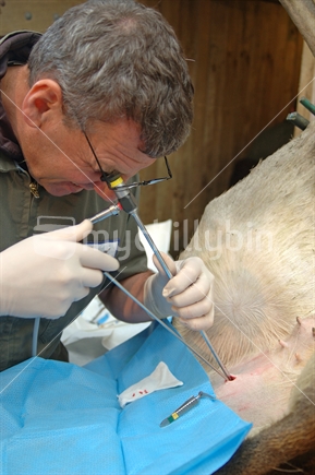A vet uses a laparascope to find the uterus of a hind during an embryo transfer programme on red deer hinds