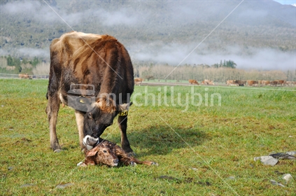 Jersey cow with newborn calf, Westland