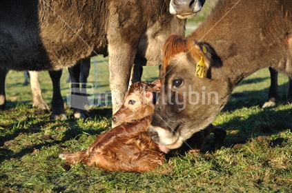 Jersey cow licking her newborn calf, Westland