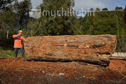 Man measures a large red pine log before cutting it up with a portable sawmill in Westland. Native timber is milled under permit in New Zealand.
